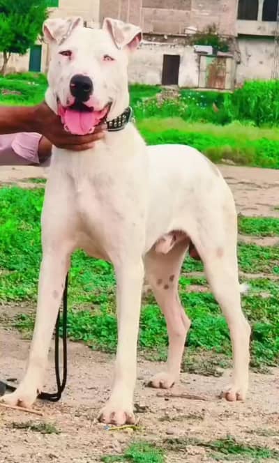 gultair mail 10 month for sale available