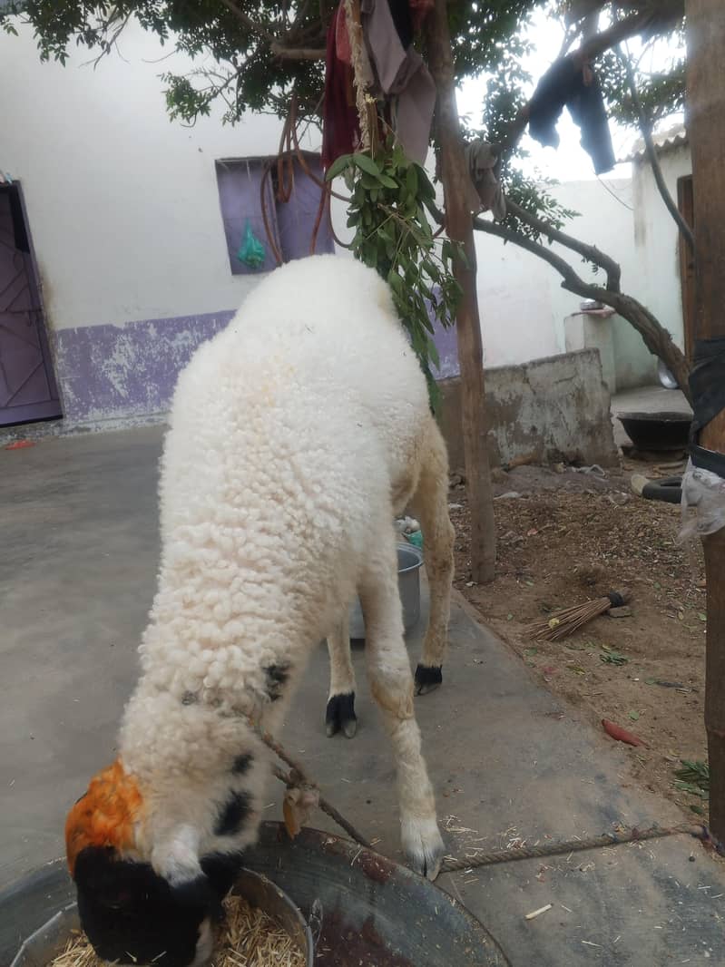 منڈرا دنبہ 0