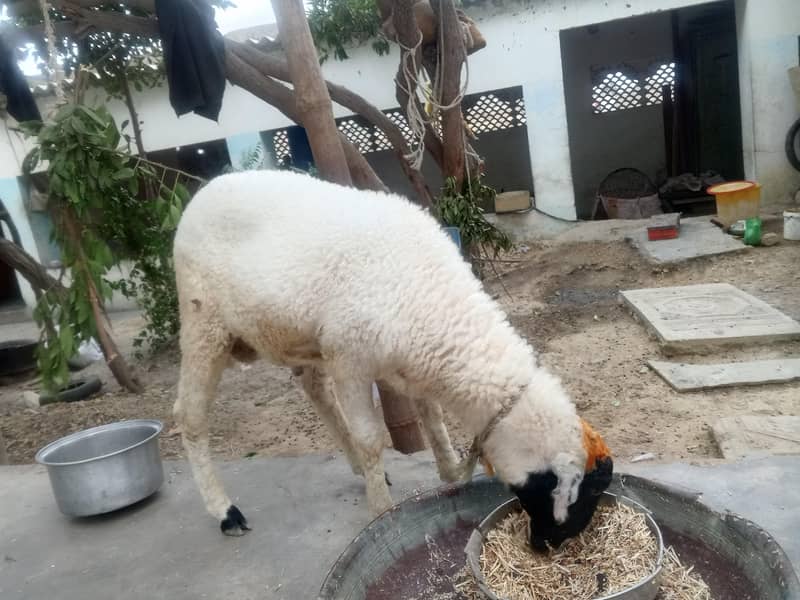 منڈرا دنبہ 1