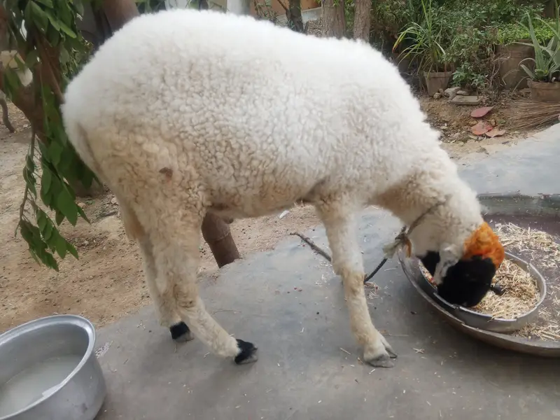 منڈرا دنبہ — photo 3