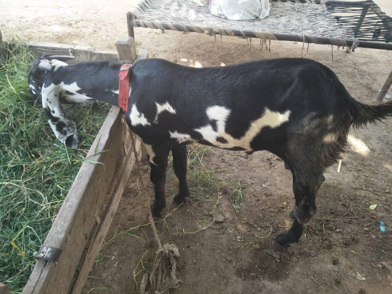 Bakra 0