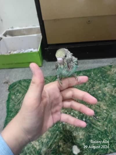 zero bite hand tam