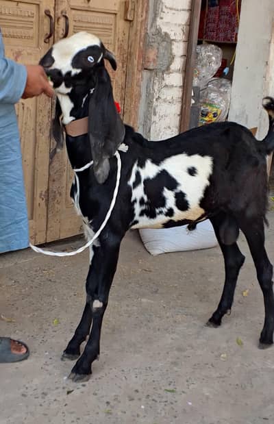 Beetal Bakra