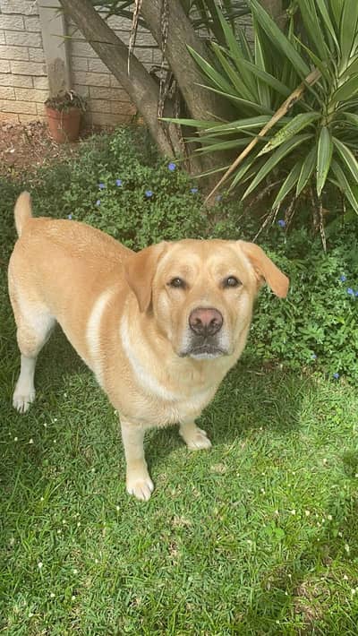 Labrador Female Looking For New Home
