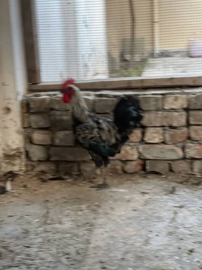 Leghorn Rooster
