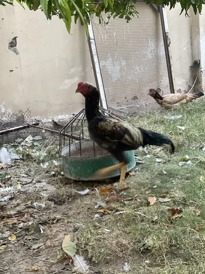 Leghorn Rooster — photo 2
