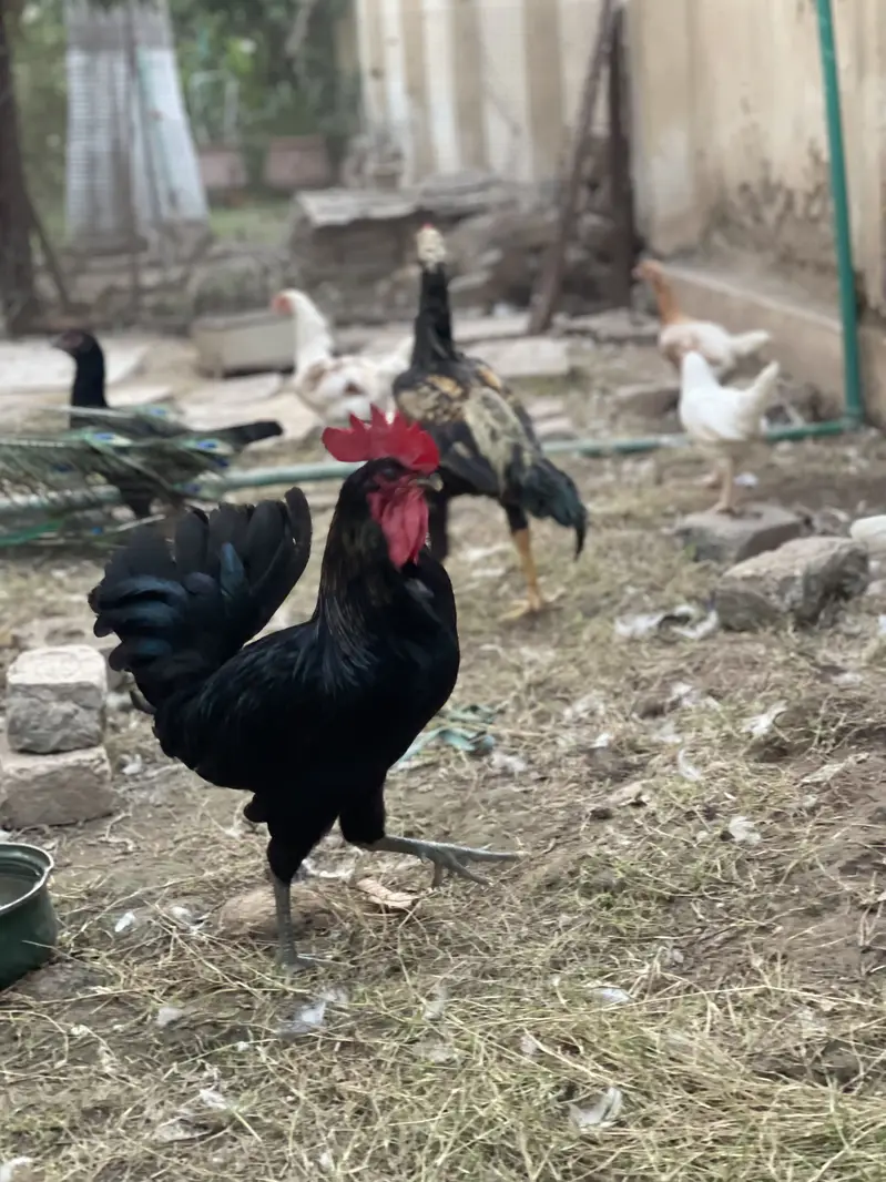 Leghorn Rooster — photo 3