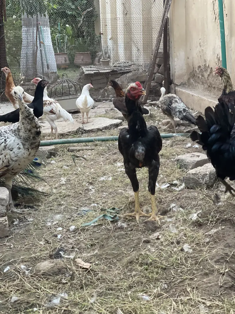 Leghorn Rooster — photo 4
