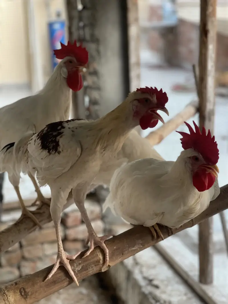 Leghorn Rooster — photo 5