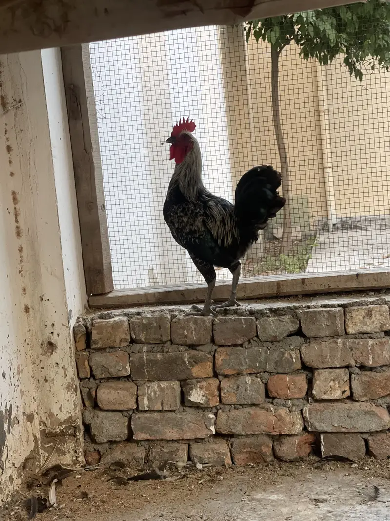 Leghorn Rooster — photo 6