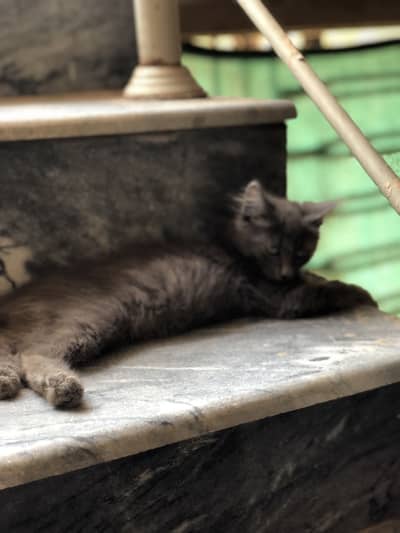 Persina cat