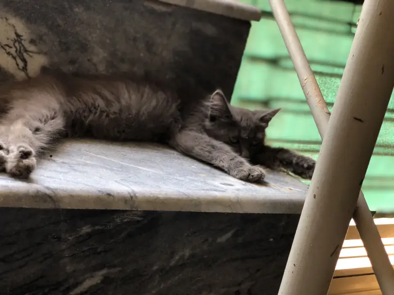 Persina cat — photo 2