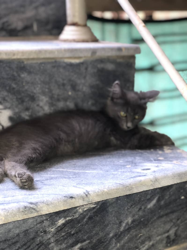 Persina cat 2