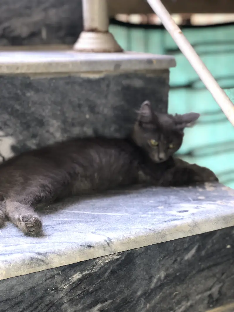 Persina cat — photo 3