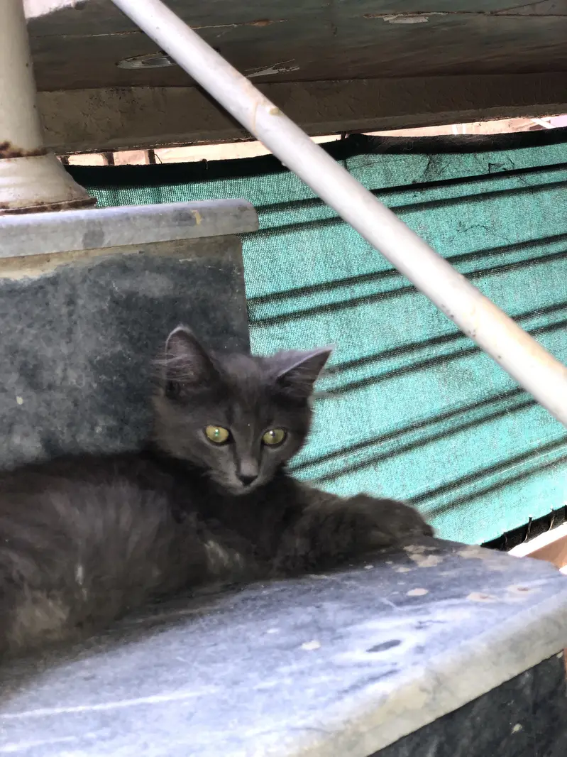 Persina cat — photo 4