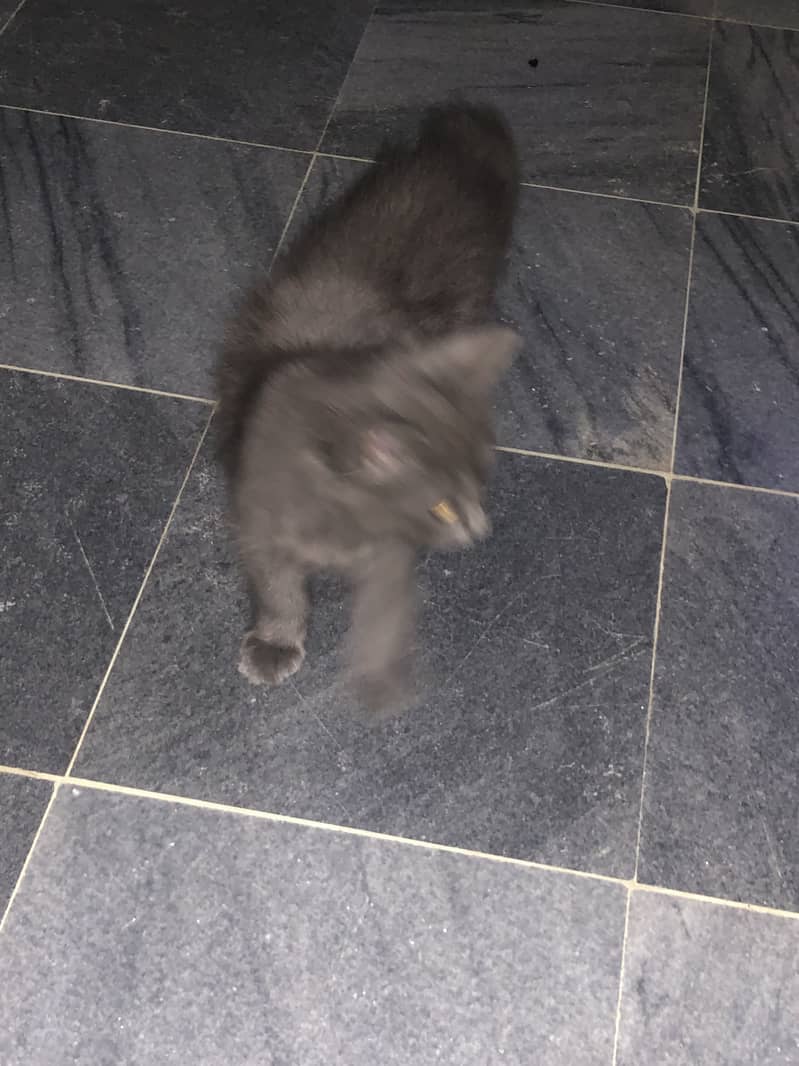 Persina cat 4