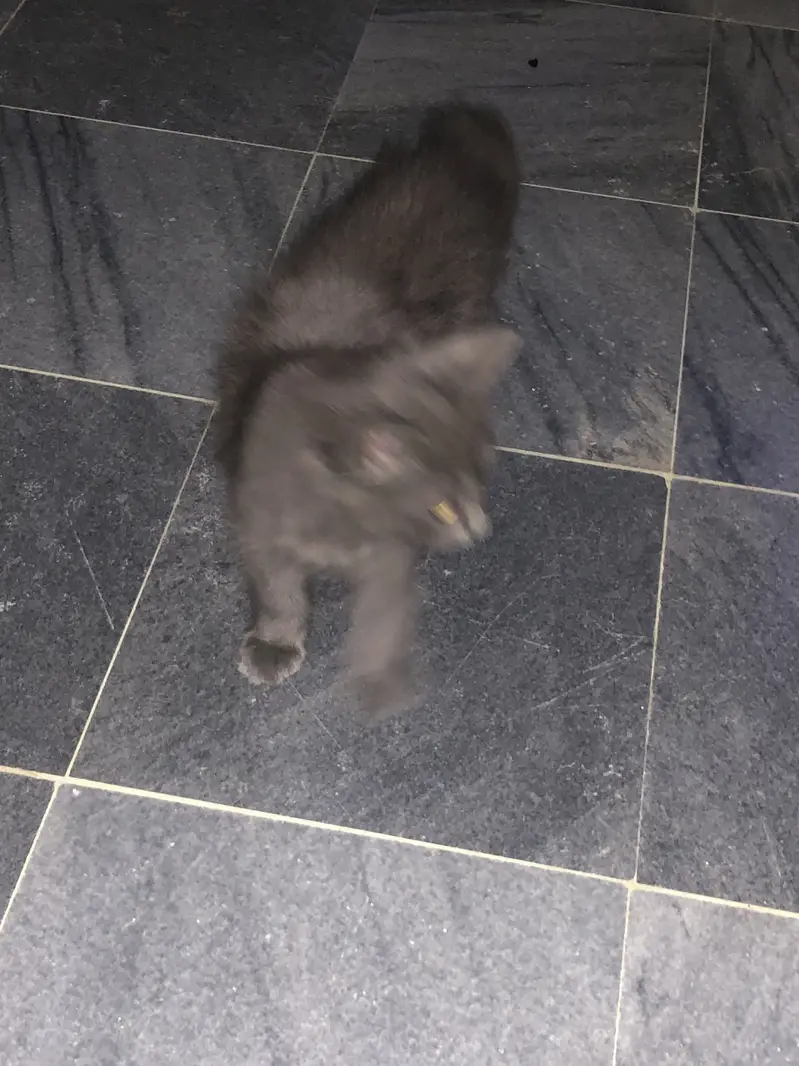 Persina cat — photo 5