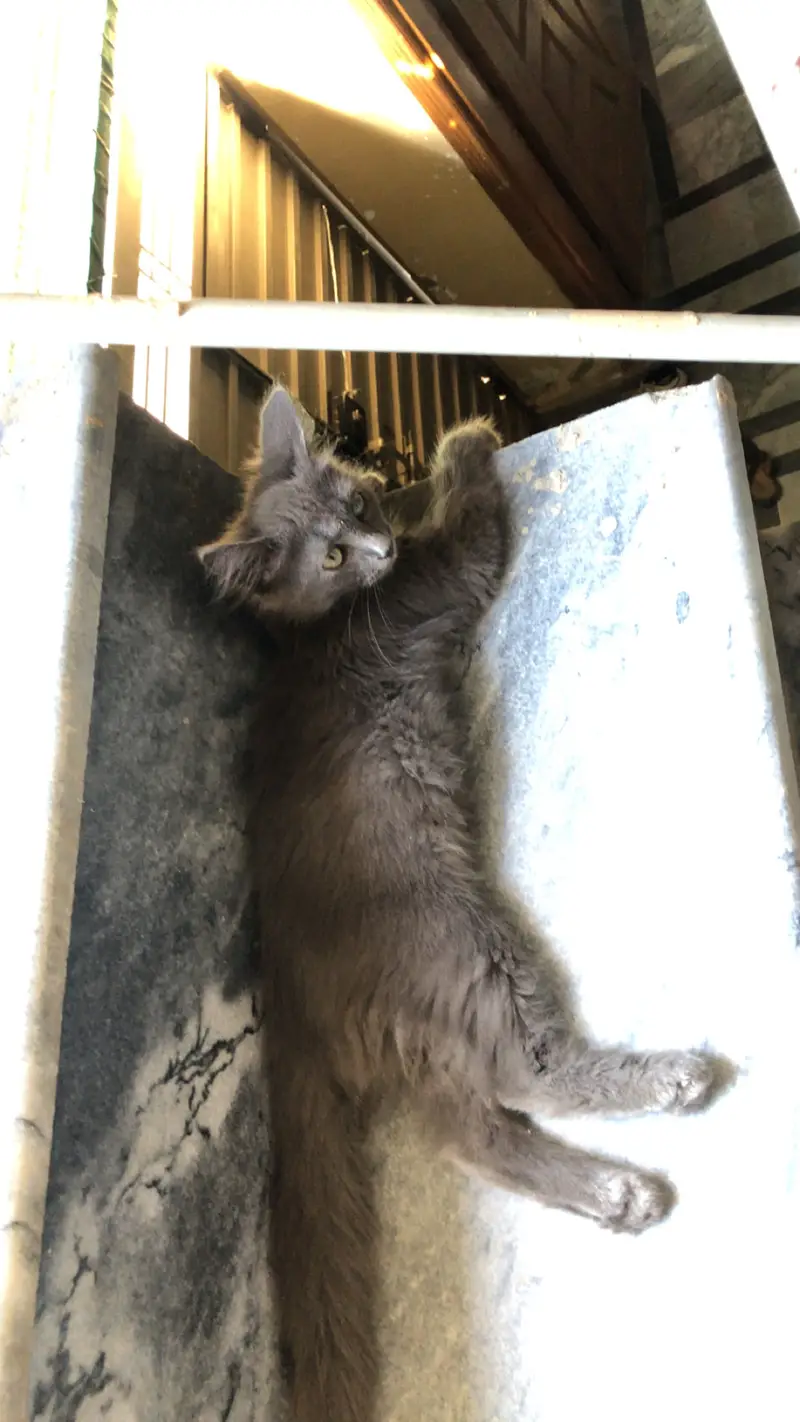 Persina cat — photo 6