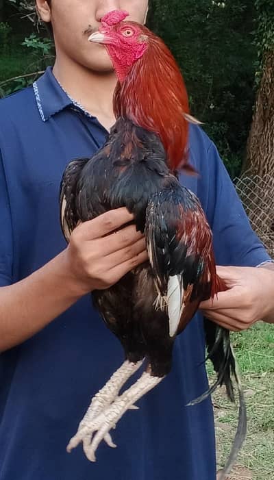 Lakha aseel for sale