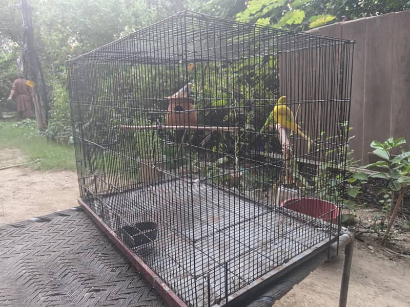 folding cage 1