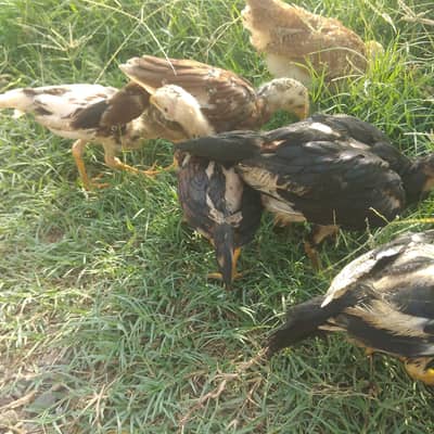 for sell Aseel chick