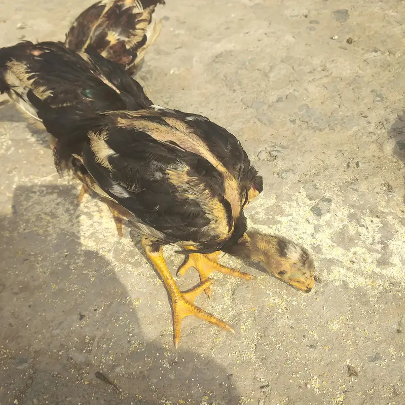 for sell Aseel chick — photo 2