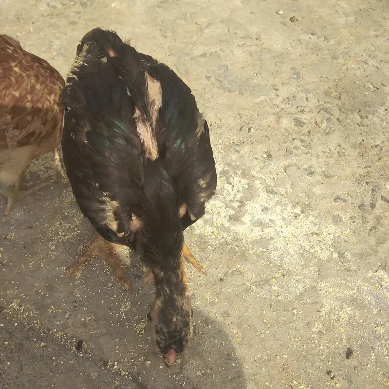 for sell Aseel chick — photo 3
