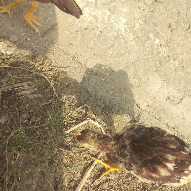 for sell Aseel chick — photo 4