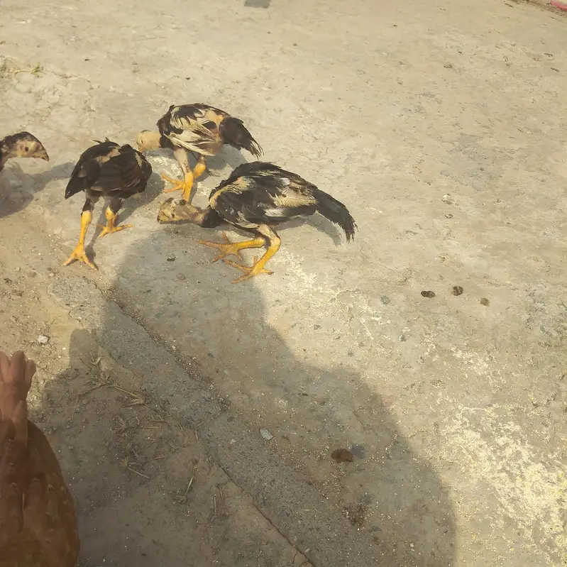 for sell Aseel chick — photo 5