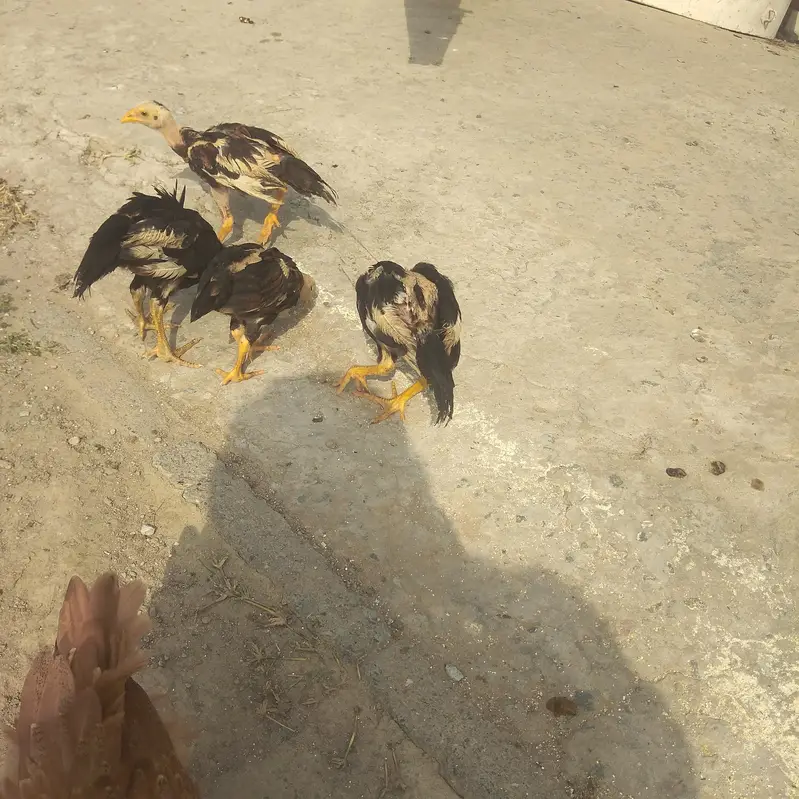 for sell Aseel chick — photo 6