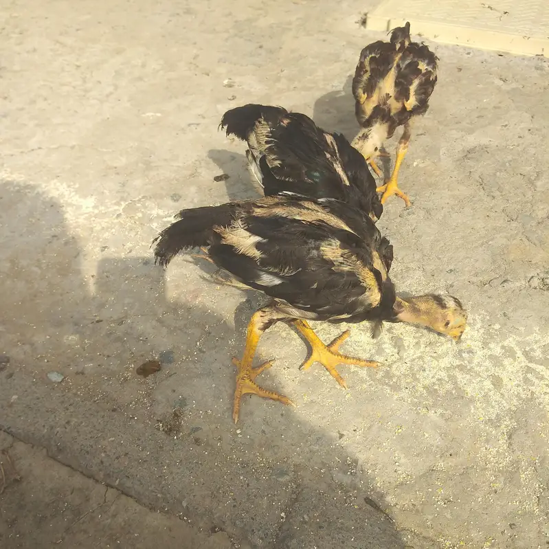 for sell Aseel chick — photo 7