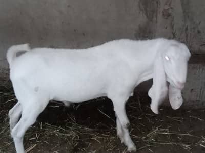 Gulabi Sind breed