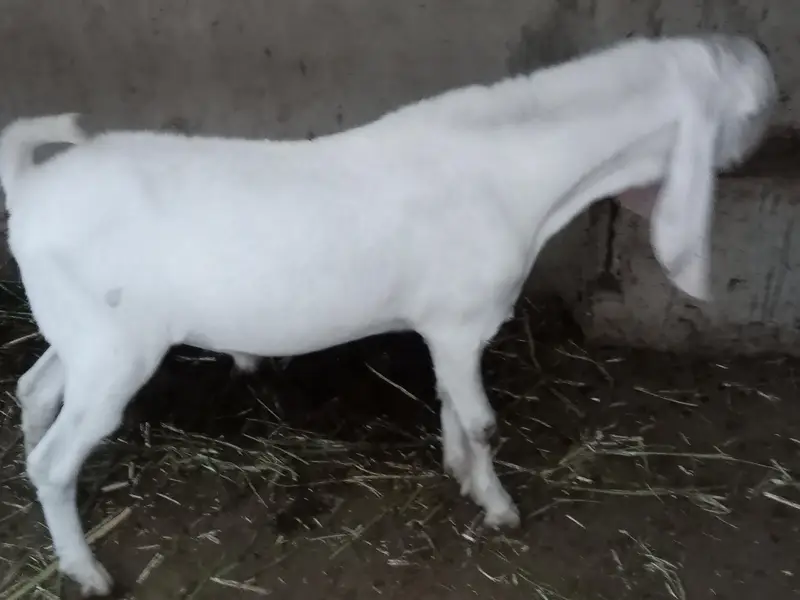 Gulabi Sind breed — photo 2