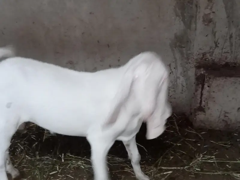 Gulabi Sind breed — photo 3