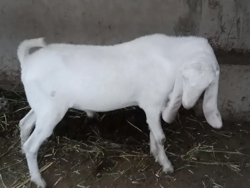 Gulabi Sind breed — photo 4