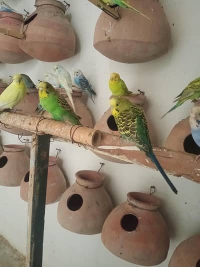Budgies colony for sale