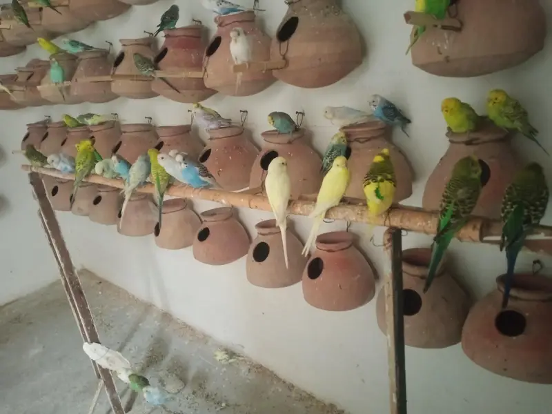Budgies colony for sale — photo 3