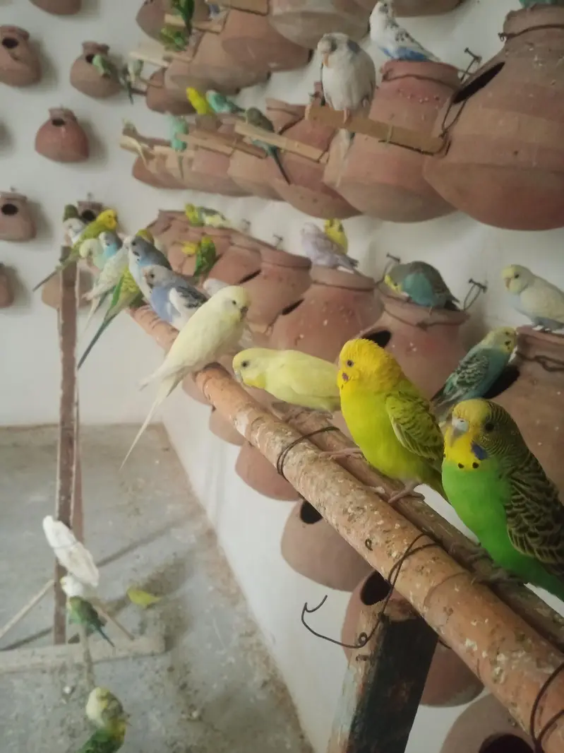 Budgies colony for sale — photo 4