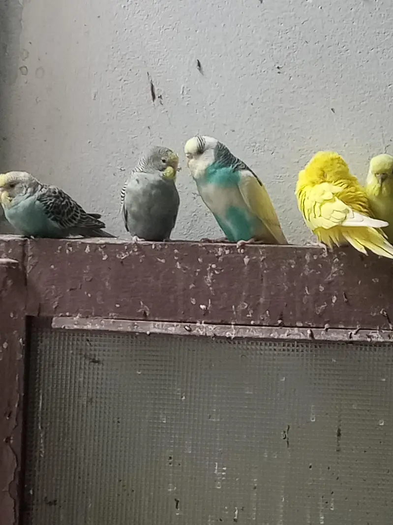 Budgies colony for sale — photo 5