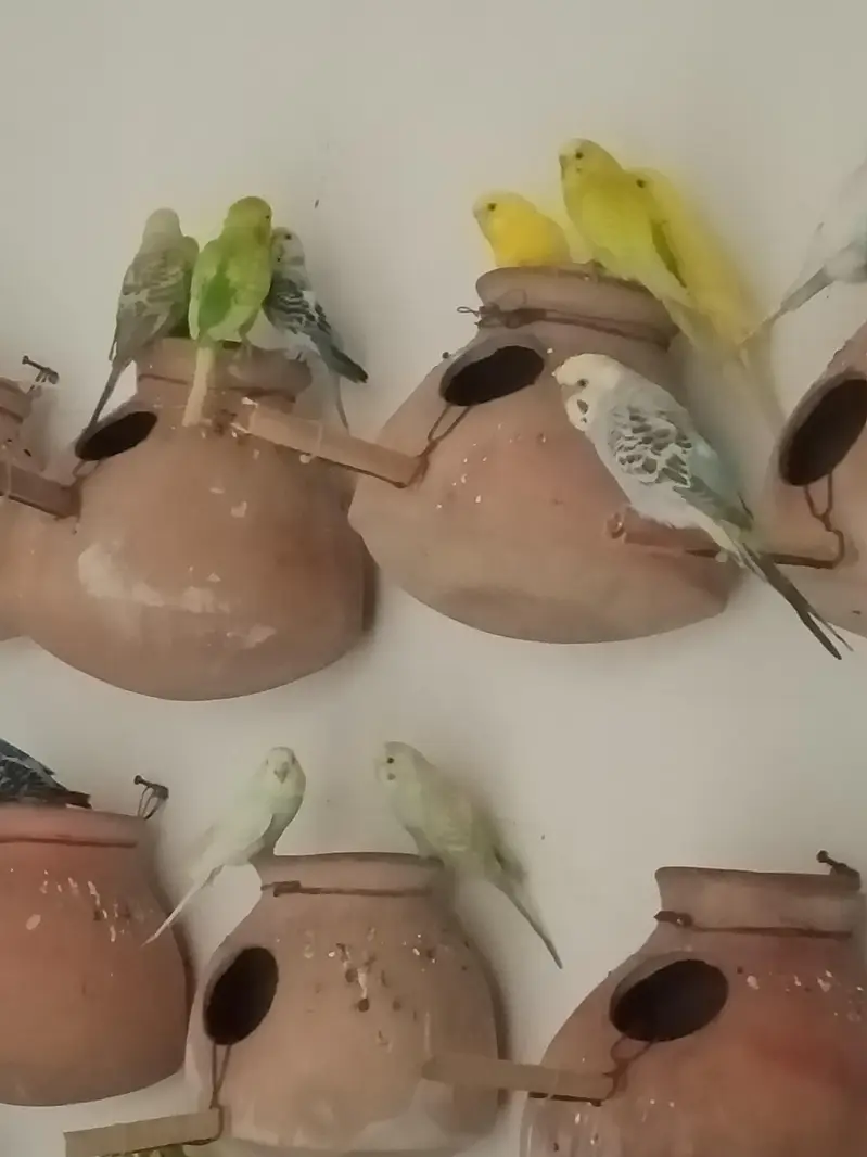 Budgies colony for sale — photo 6