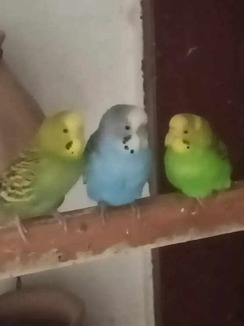 Budgies colony for sale — photo 7