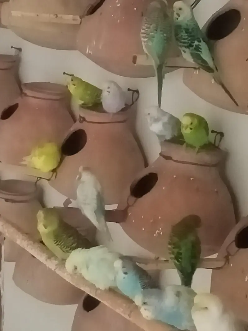 Budgies colony for sale — photo 8