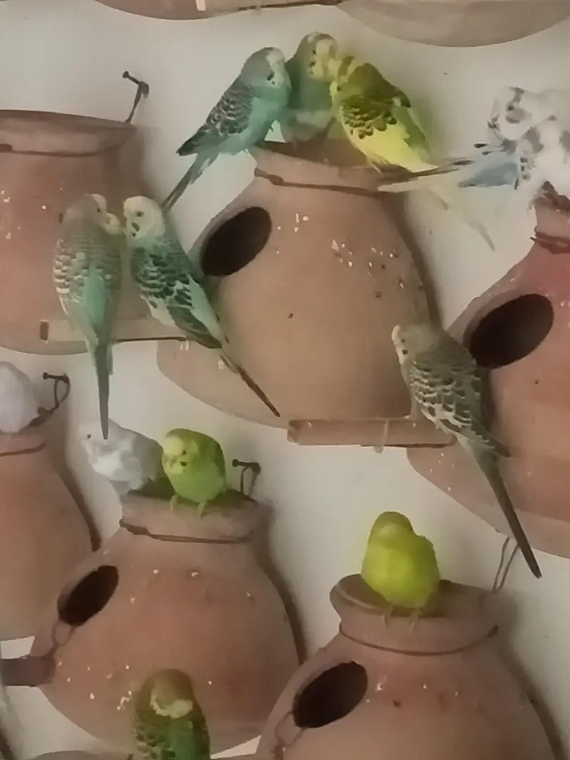 Budgies colony for sale — photo 9