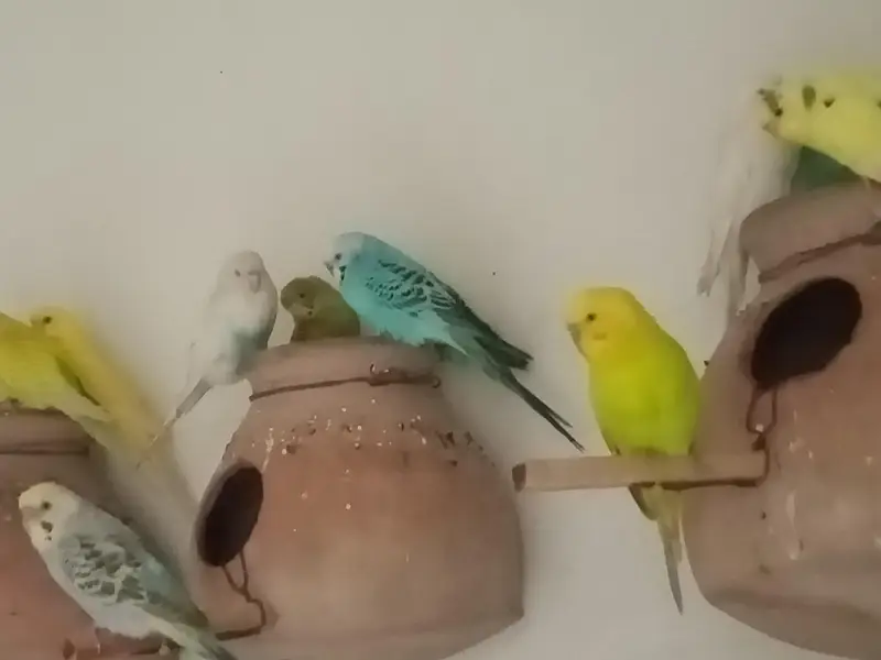 Budgies colony for sale — photo 10