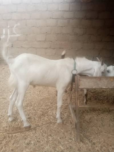 Gulabi Taapri Bakra