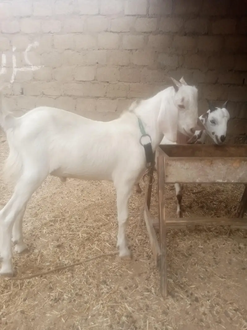 Gulabi Taapri Bakra — photo 2