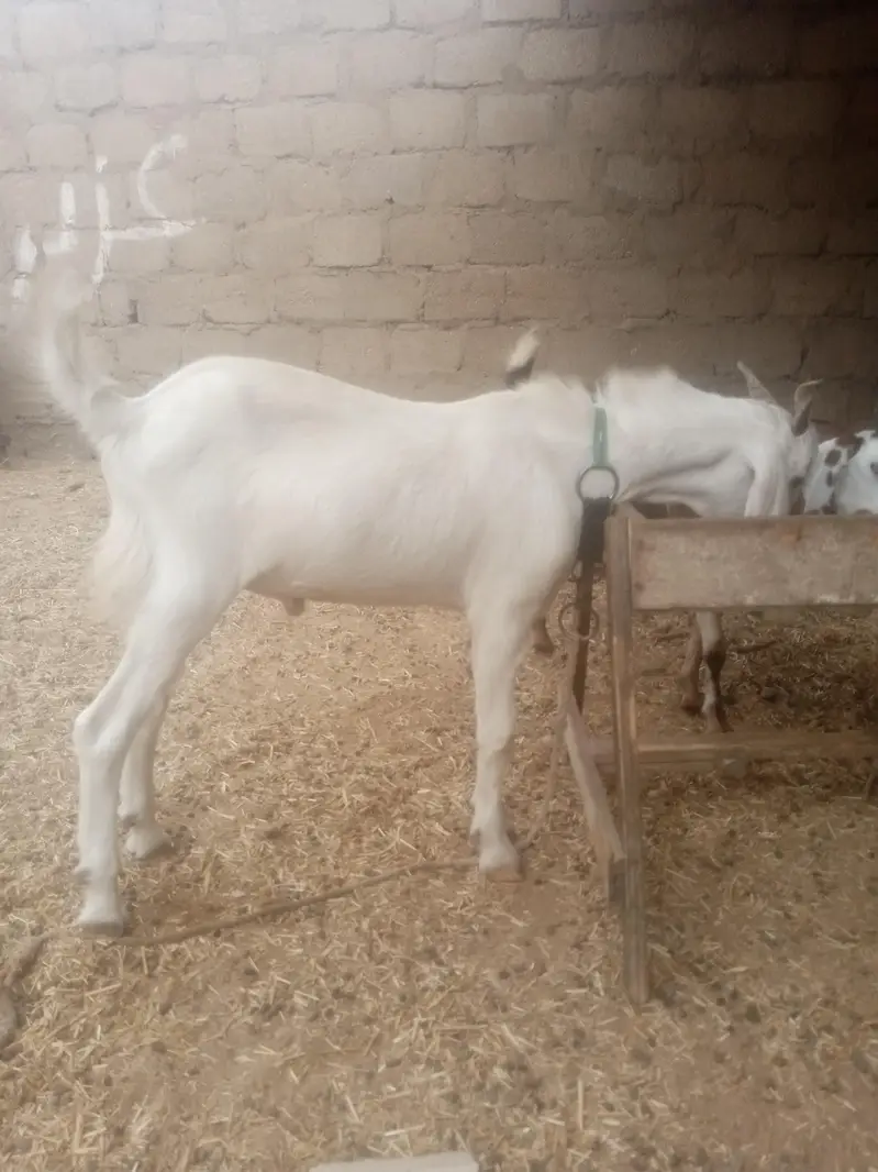Gulabi Taapri Bakra — photo 3