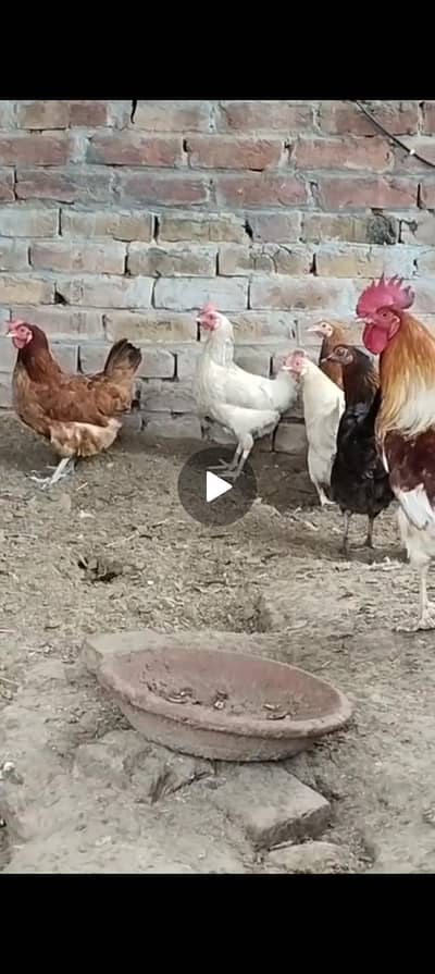 3 female 1 male hens