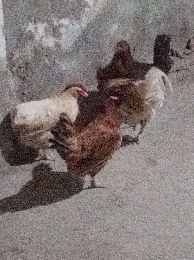 3 female 1 male hens — photo 2