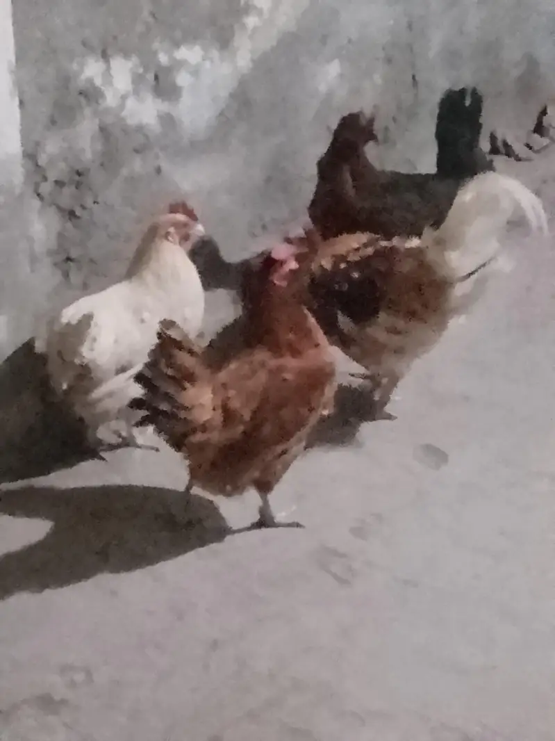 3 female 1 male hens — photo 3